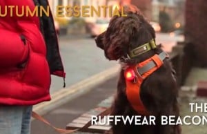 Keep Your Dog Visible With The Ruffwear Beacon