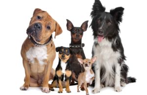 New Breed Finder Tool Released By Vetstreet.com New Breed Finder Tool Released By Vetstreet.com