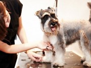 A Passion For Hair and Dogs Turned Into This Successful Business A Passion For Hair and Dogs Turned Into This Successful Business