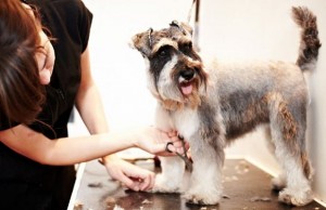 A Passion For Hair and Dogs Turned Into This Successful Business A Passion For Hair and Dogs Turned Into This Successful Business