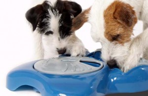 Your Dog Won’t Be Able to Gulp Down Food With the Aikiou Bowl Aikiou Dog Bowl