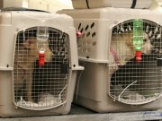 Air Canada Pilot Diverts Plane to Save a Dog Air Canada Pilot Diverts Plane to Save Dog