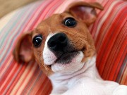 Alabama Humane Society Kicks Off ‘Selfie September’ Alabama Humane Society Kicks Off 'Selfie September'