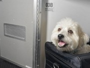 American Airlines Offers Luxe Pet Cabins American Airlines Offers Luxe Pet Cabins
