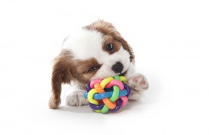 Sunday’s Recap: Being Choosy About Dog Toys Being Choosy About Dog Toys featured image