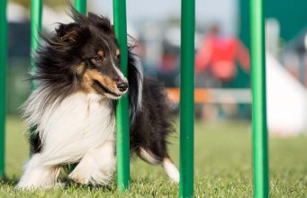 Top 15 Best Dog Agility Equipment Kits of 2023 Best Dog Agility Equipment Kit