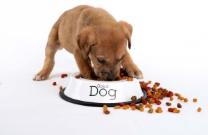 59 Most Popular Puppy Food Brands