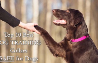 Top 10 Best Dog Training Collars Safe for Dogs Best Shock Collars for Dogs for Dog Training