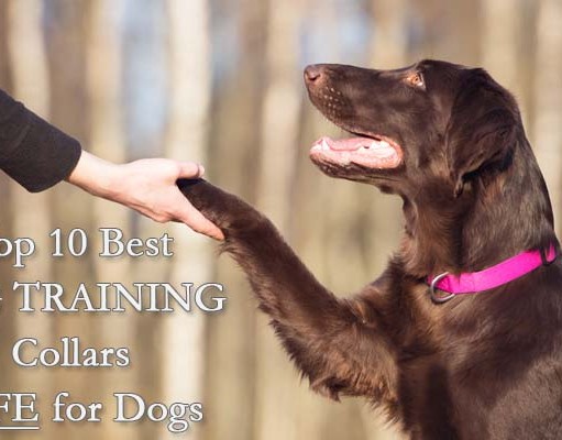 Top 10 Best Dog Training Collars Safe for Dogs Best Shock Collars for Dogs for Dog Training