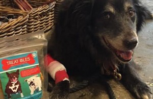 Brooklyn Pet Store First in State to Carry Hemp-Derived Dog Treats Brooklyn Pet Store First in State to Carry Hemp-Derived Dog Treats