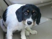 California Humane Society Presses For Animal Cruelty Case Against Dog-Sitter California Humane Society Presses For Animal Cruelty Case Against Dog-Sitter