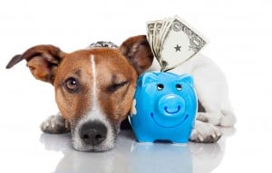 Virtual dog training classes are more cost-effective