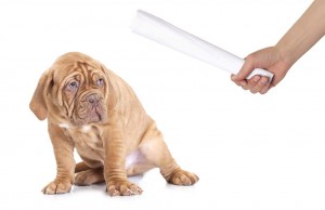 Let’s Talk: Confusion About Negative Reinforcement During Dog Training Confusion About Negative Reinforcement During Dog Training