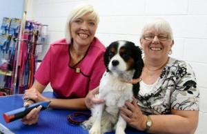 Dog Groomer Gets New Digs After Working From Garden Shed For 5 Years Dog Groomer Gets New Digs After Working From Garden Shed For 5 Years