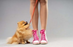 Everything You Need to Know About Humane Collars and Leashes Everything You Need to Know About Humane Collars and Leashes