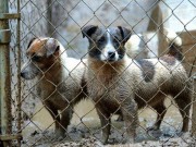 Famous New York “Puppy Party” Company Allegedly Obtains Animals From Puppy Mills Famous New York Puppy Party Company Allegedly Obtains Animals From Puppy Mills