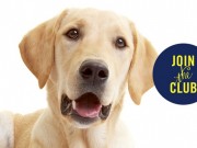 Florida Dog Grooming Center Unveils New Monthly Pet Care Club Florida Grooming Center Unveils New Monthly Care Club