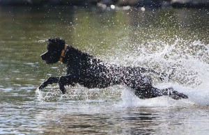 Convenience is a Priority for the Makers of the Fozzy Dog Leash Fozzy Dog Leash