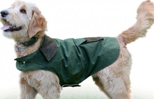 Why Handsome Hounds Are Known For Their Weather Resistant Dog Jackets Handsome Hounds Is Best Known For Their Weather Resistant Dog Jackets