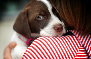 How Owners Lose Their Dogs’ Trust How Owners Lose Their Dogs' Trust