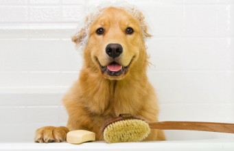 How to Get Your Dog to Love Bathing How to Get Your Dog to Love Bathing