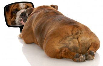 How to Motivate an Overweight Dog How to Motivate an Overweight Dog