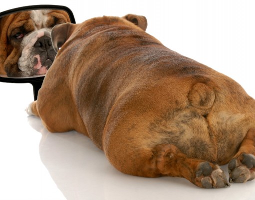 How to Motivate an Overweight Dog How to Motivate an Overweight Dog