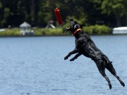 Illinois Couple Trains Award-Winning Dogs Illinois Couple Trains Award-Winning Dogs
