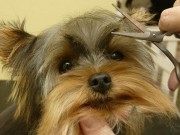 Illinois Dog Grooming Business Eyes the Future Illinois Dog Grooming Business Eyes the Future