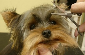 Illinois Dog Grooming Business Eyes the Future Illinois Dog Grooming Business Eyes the Future