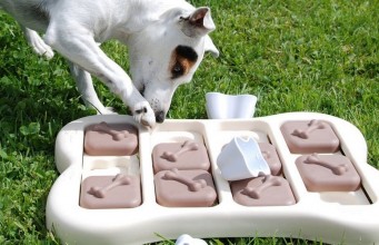 Interactive Puzzle Toys for Dogs as a Brain Exercise Interactive Puzzle Toys for Dogs