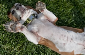 Let’s Talk: Intervertebral Disc Disease in Canines Intervertebral Disc Disease