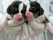 Korean Lab Has Nearly Perfected Dog Cloning Korean Lab Has Nearly Perfected Dog Cloning