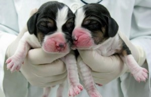 Korean Lab Has Nearly Perfected Dog Cloning Korean Lab Has Nearly Perfected Dog Cloning