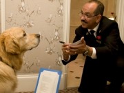 London Hotel Sets the Bar High for Pet-Friendly Establishments London Hotel Sets the Bar High for Pet Friendly Establishments