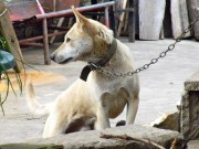 Montreal SPCA Circulating Petition To End Permanent Dog Chaining in the Province Montreal SPCA Circulating Petition To End Permanent Dog Chaining in the Province