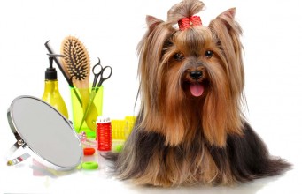 Pro Groomer’s Favorite Dog Grooming Products for Home Grooming My Favorite Dog Grooming Products