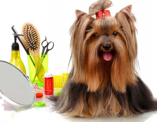Pro Groomer’s Favorite Dog Grooming Products for Home Grooming My Favorite Dog Grooming Products