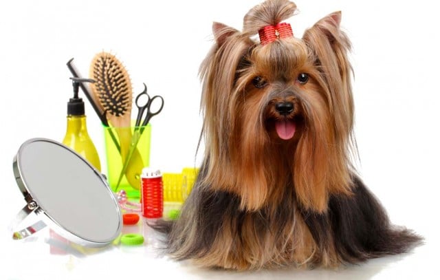 My Favorite Dog Grooming Products