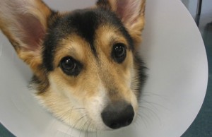 Nationwide Insurance Holding Contest For Most Unusual Pet Insurance Claim Nationwide Insurance Holding Contest For Most Unusual Pet Insurance Claim