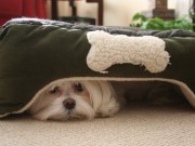 New Research Studies the Science Behind Canine Noise Sensitivities New Research Studies the Science Behind Canine Noise Sensitivities
