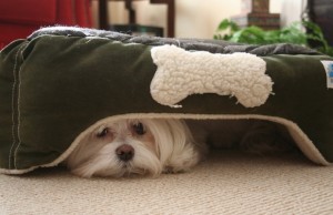 New Research Studies the Science Behind Canine Noise Sensitivities New Research Studies the Science Behind Canine Noise Sensitivities