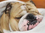 New Study Proves We’re Making Dogs Lazy New Study Proves We're Making Dogs Lazy