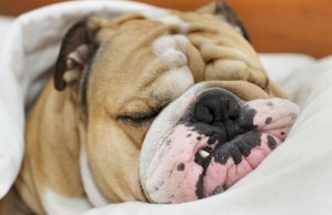 New Study Proves We’re Making Dogs Lazy New Study Proves We're Making Dogs Lazy