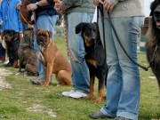 Pennsylvania Dog Training Business Expands and Relocates Pennsylvania Dog Training Business Expands and Relocates