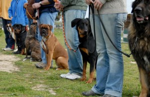 Pennsylvania Dog Training Business Expands and Relocates Pennsylvania Dog Training Business Expands and Relocates