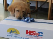 Puppy Raisers and Their Vets Are Receiving Special Care Packages Puppy Raisers and Their Vets Are Receiving Special Care Packages