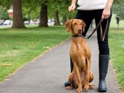Sick Puppy Motivates Entrepreneur To Start Her Own Pet Sitting Business Sick Puppy Motivates Entrepreneur To Start Her Own Pet Sitting Business