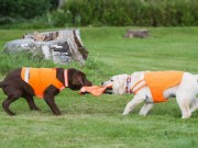 Small Business Buys A Factory To Keep Dog Products Made In USA Small Business Buys Manufacturer's Factory To Keep Products Made In USA