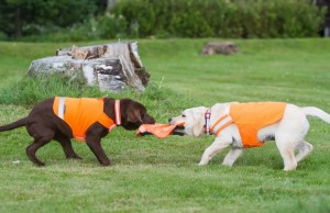 Small Business Buys A Factory To Keep Dog Products Made In USA Small Business Buys Manufacturer's Factory To Keep Products Made In USA